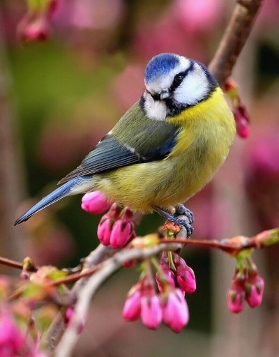 Зунзинито птичка