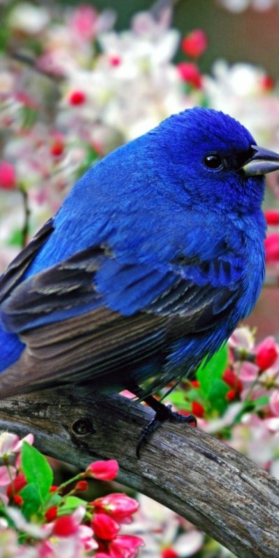 Индиговый овсянковый Кардинал