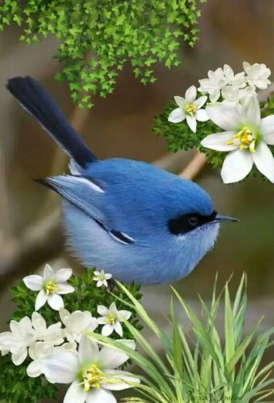 Красивые птицы