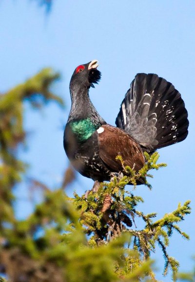 Обыкновенный Глухарь