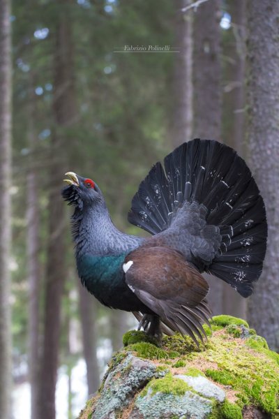 Обыкновенный Глухарь