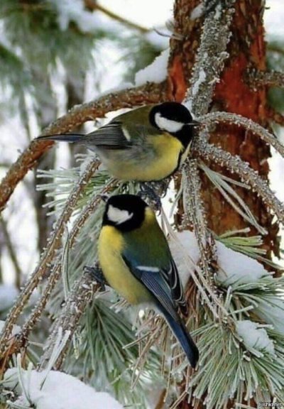 Синица лазоревка зимой