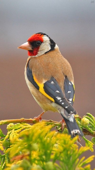 Черноголовый щегол