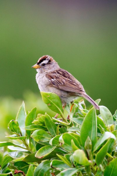 Птицы на кустах