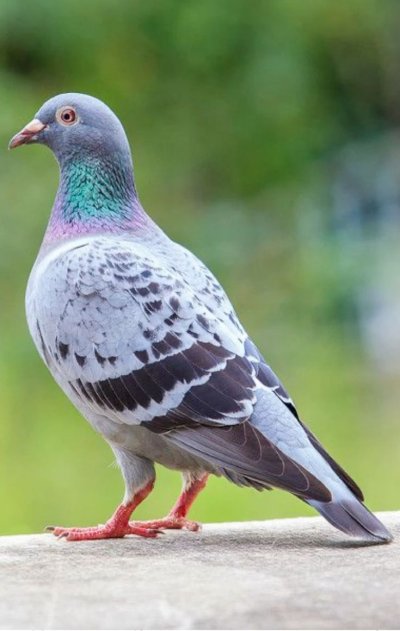 Pigeon's picture