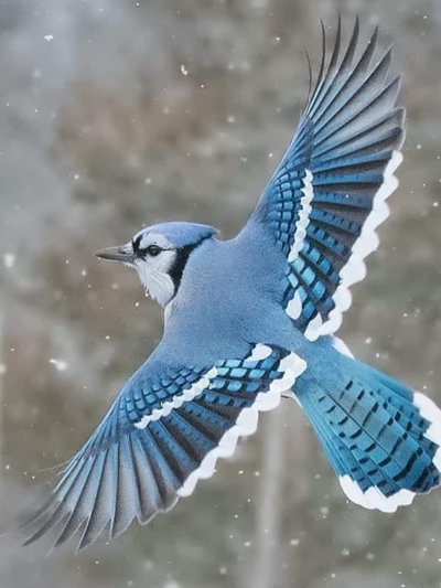 Сойка пересмешница птица