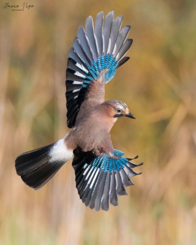 Сойка врановые