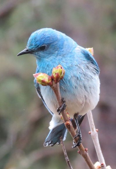 Красивые птицы