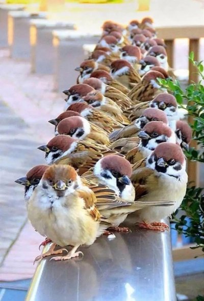 Воробей птица