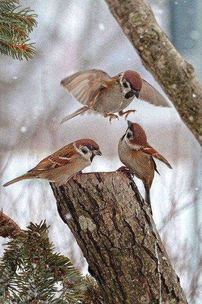 Природа птицы