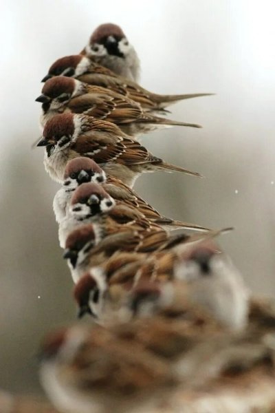 Птичка Воробей