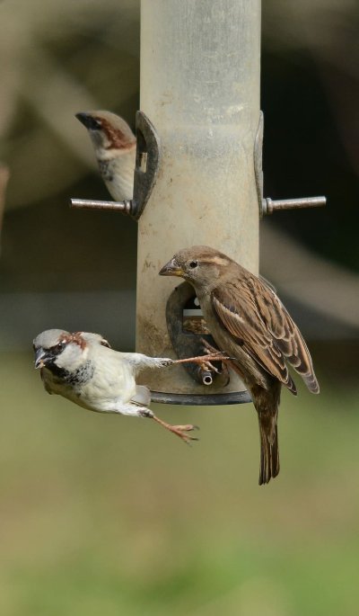 Дикий Воробей