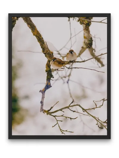 Птицы на дереве