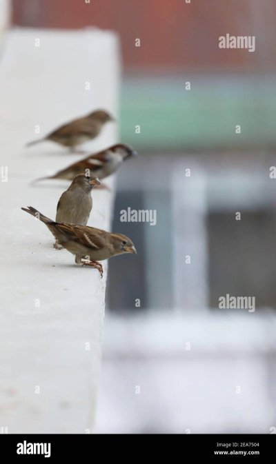 Стайка Воробьев разместилась на верхушке сосны