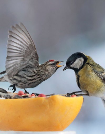 Синица лазоревка кормушка