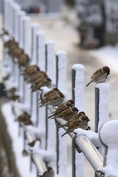 Воробьи зимой в городе