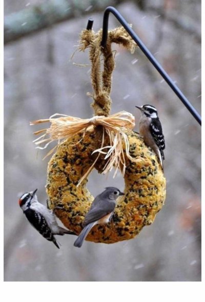 Кормушка для птиц