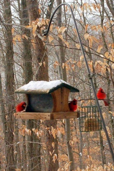 Птицы около кормушки