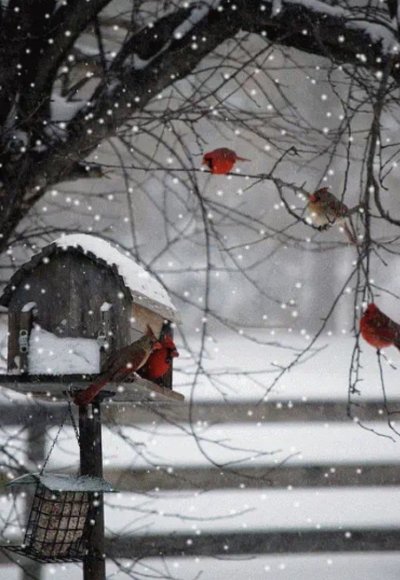 Снегири зимой