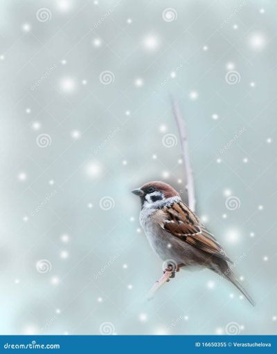 Воробей зимой