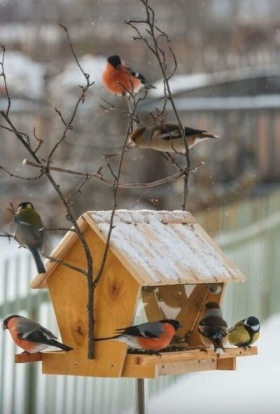 Кормушка для птиц