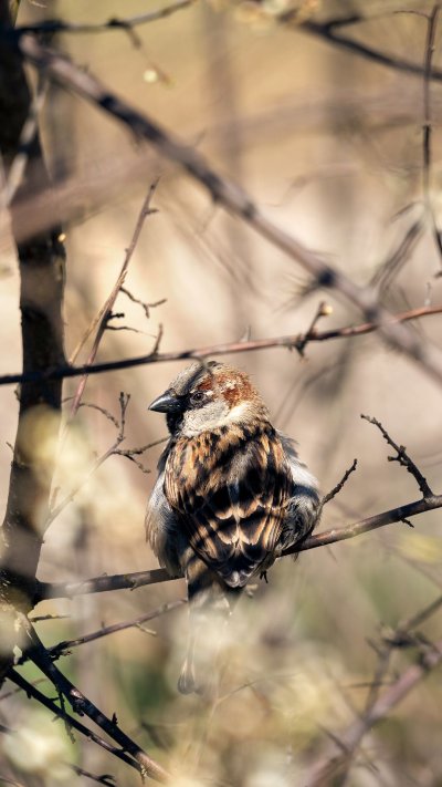 Фоновый Воробей