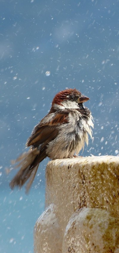 Обои на телефон с Воробьем