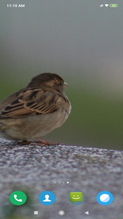 Окрас воробья