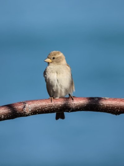 Воробьиные птицы