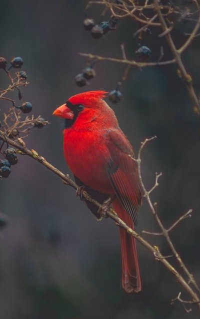 Виргинский Кардинал