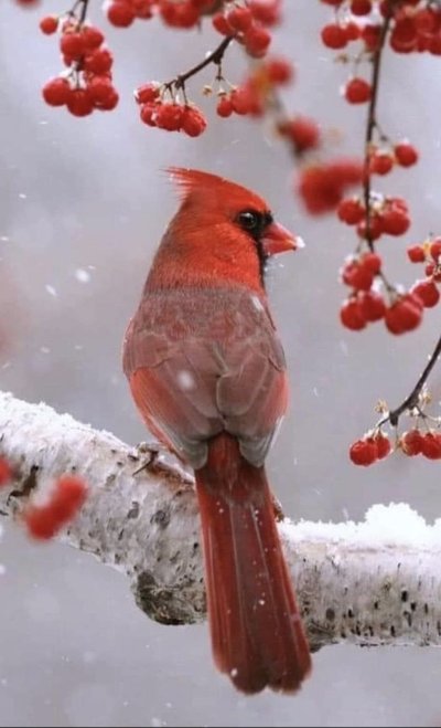 Красный Кардинал ред