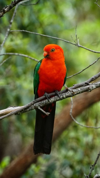 Красногузый попугай