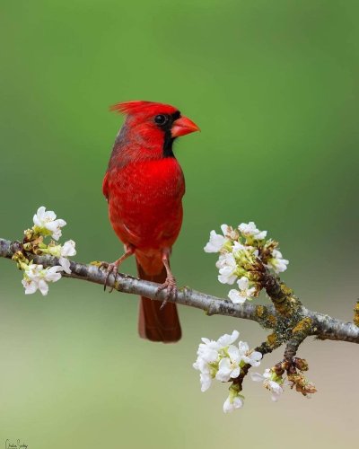 Виргинский Кардинал птица