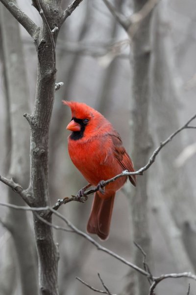 Красный Кардинал