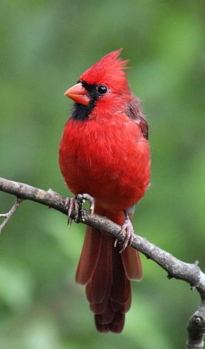 Красный хохлатый Кардинал