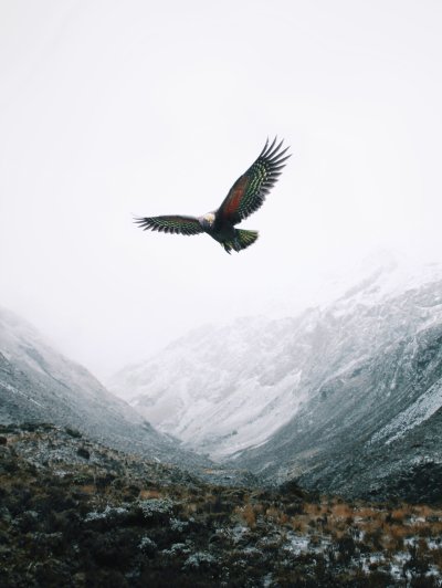 Орел Беркут Дагестана в хребтах Кавказа