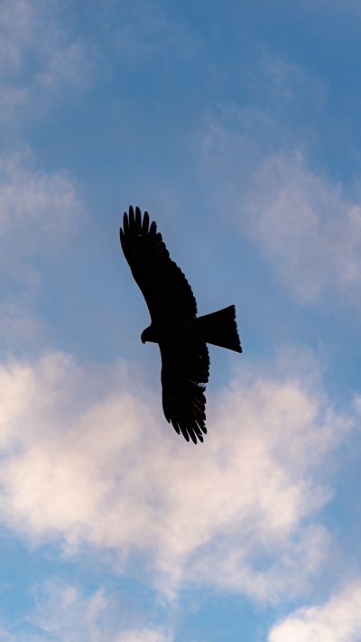 Птицы вид сзади в полете