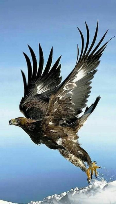 Беркут птица