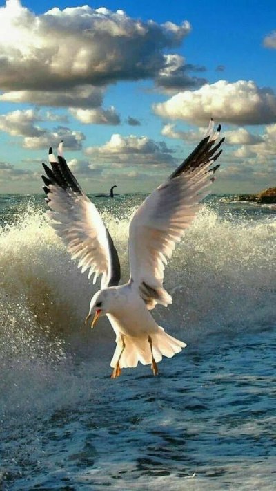 Птицы над морем