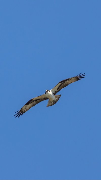 Птицы реки Кокшага