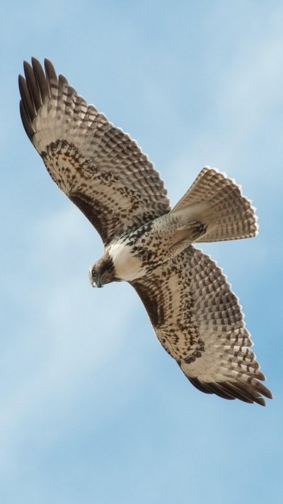 Сокол птица