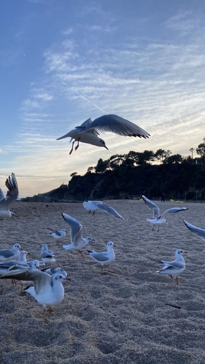 Чайки летают