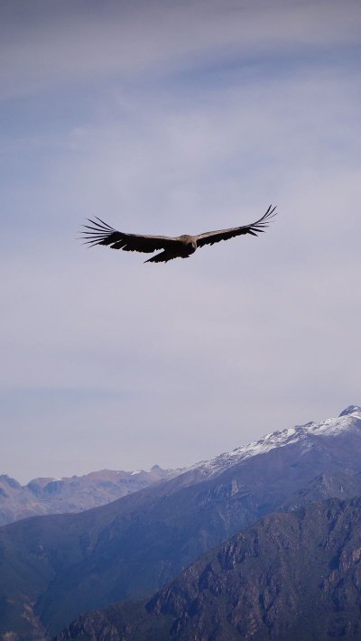 Птица над горами