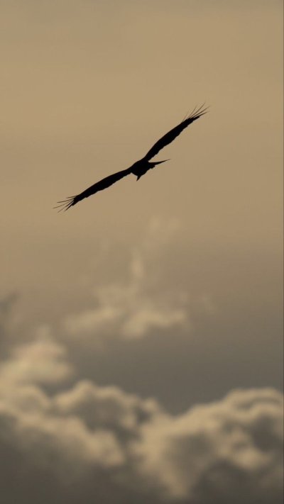 Птицы в небе