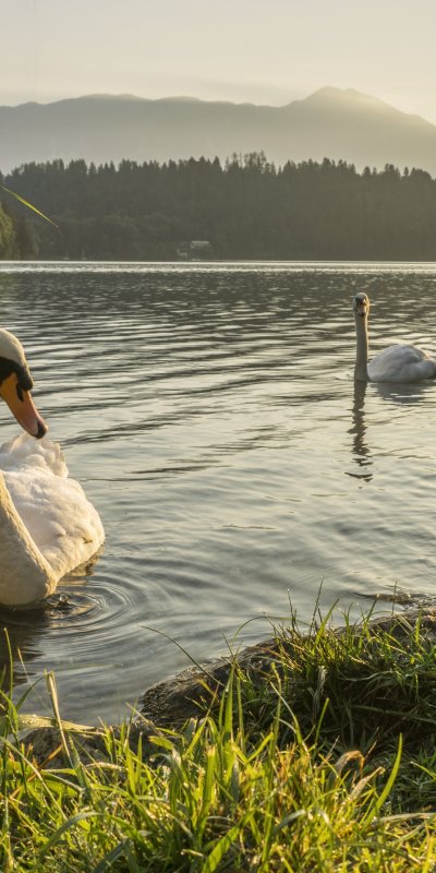 Лебеди на озере