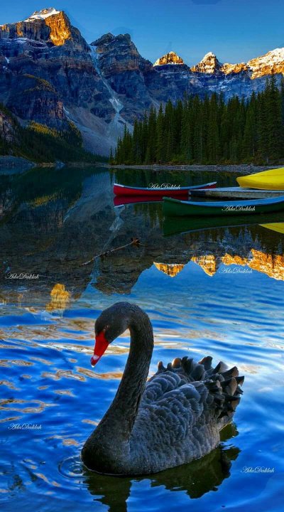 Природа птицы