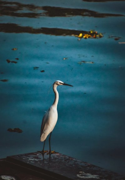 Белая цапля озеро Севан