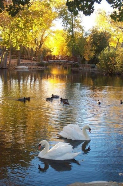 Екатерининский парк осень озеро лебеди