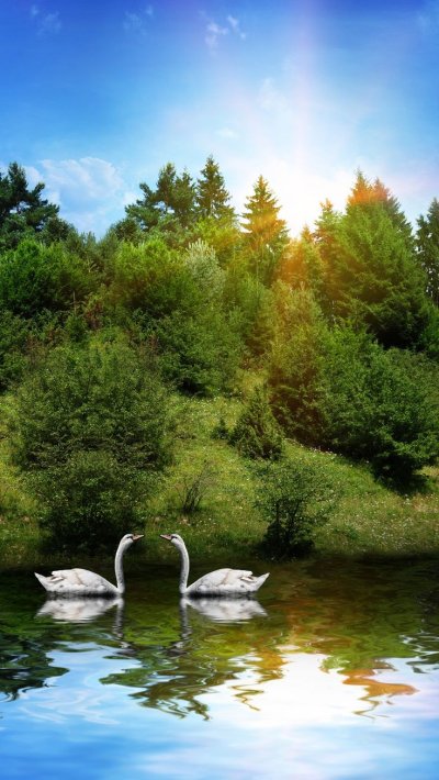 Лебеди на озере