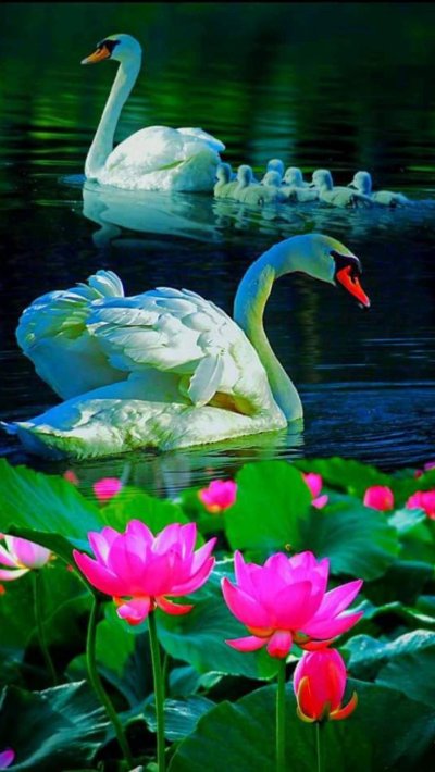 Лебедь и кувшинка